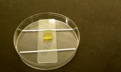 Slide Culture for Fungi